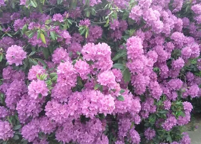 Проживание в семье Goscinne Sobieszow Еленя-Гура